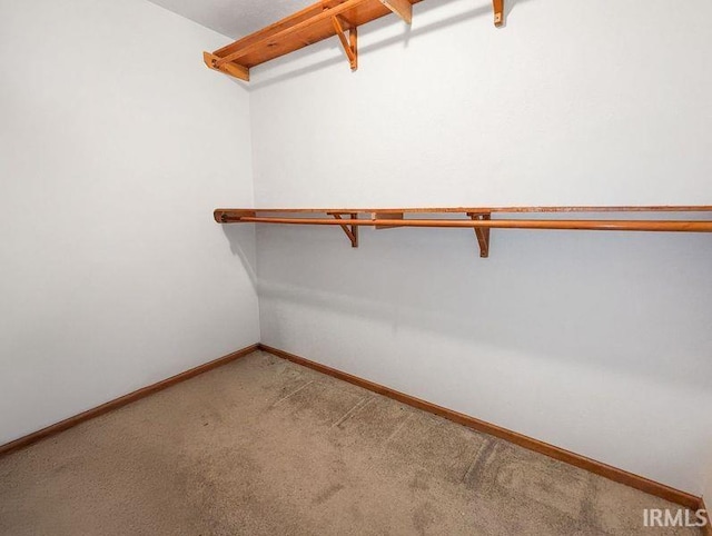 spacious closet featuring carpet