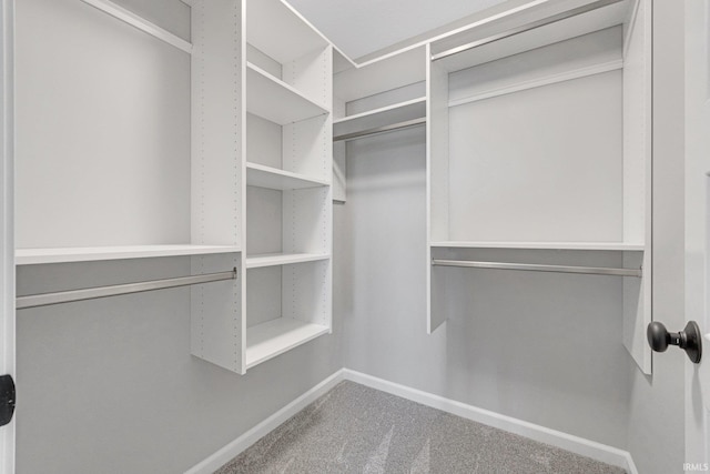 spacious closet featuring carpet