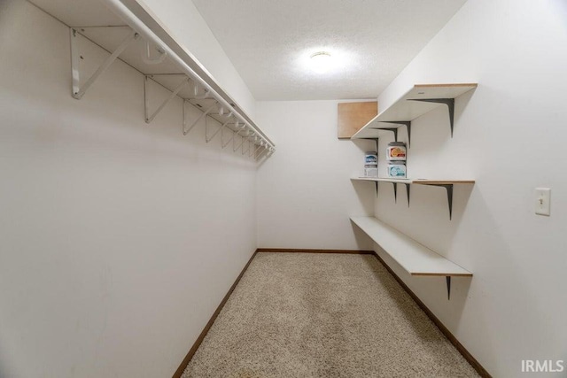 spacious closet featuring carpet floors