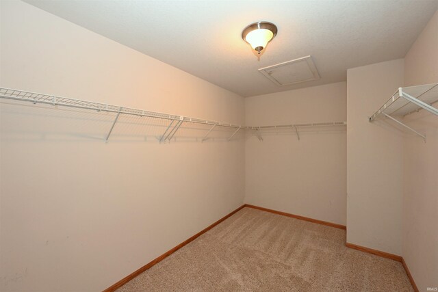 walk in closet with carpet flooring