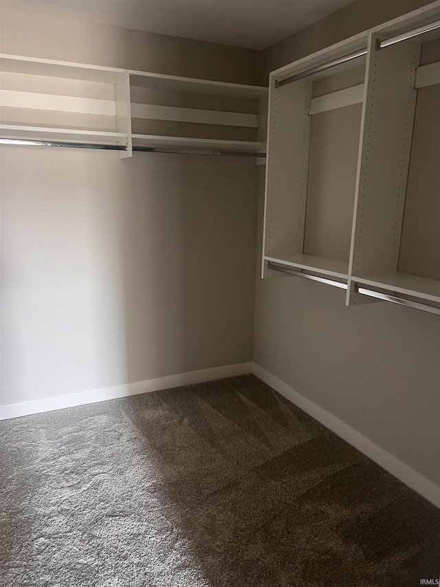 walk in closet with carpet flooring