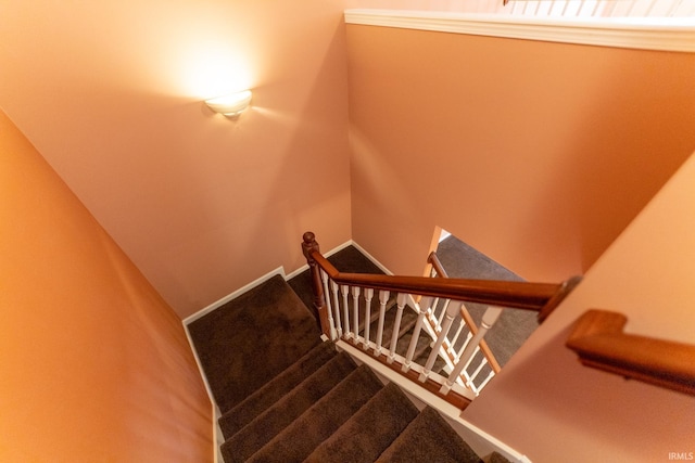 staircase featuring carpet flooring