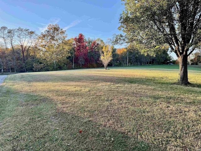 view of yard with a wooded view