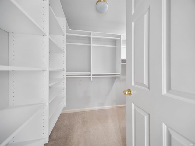 walk in closet with carpet flooring