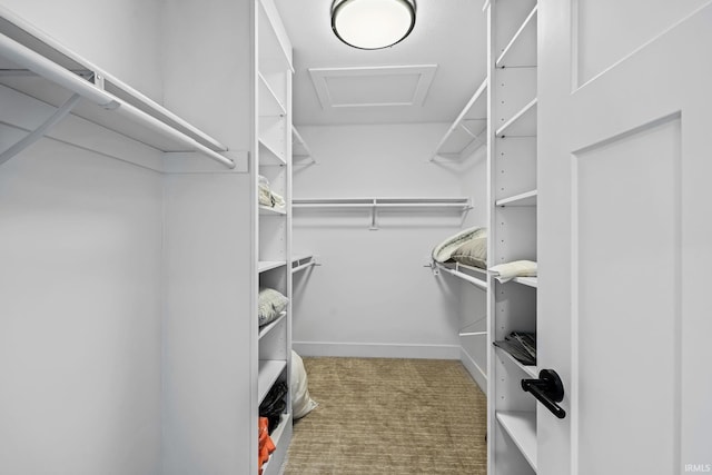 spacious closet with carpet floors