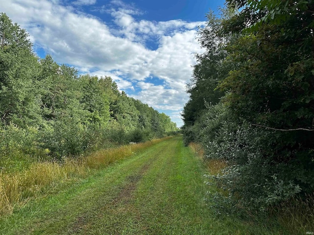 view of local wilderness