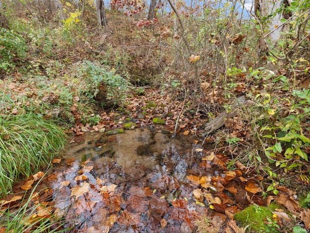 view of local wilderness