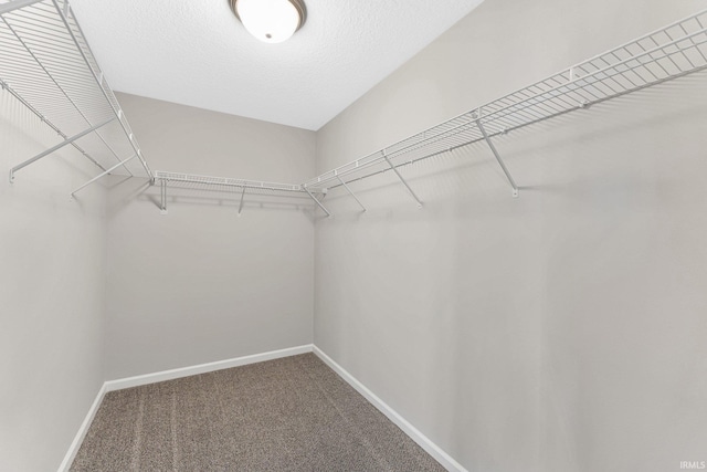 walk in closet featuring carpet