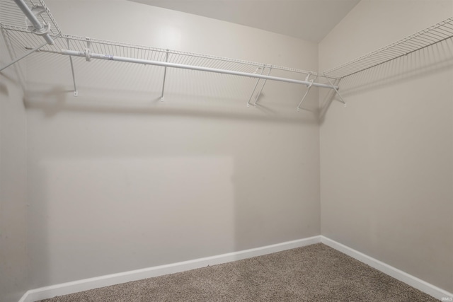 spacious closet with carpet flooring