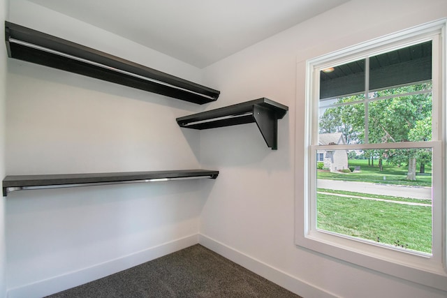 walk in closet with carpet floors