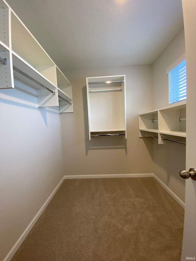 walk in closet featuring carpet floors