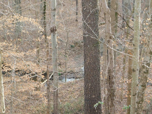 view of local wilderness