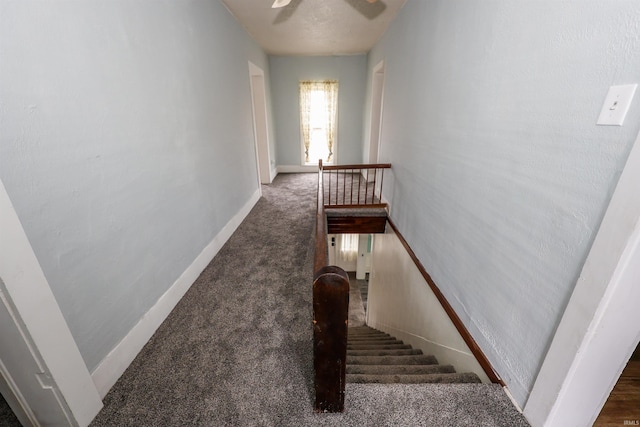 staircase featuring carpet