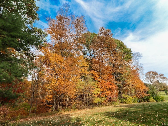 view of local wilderness