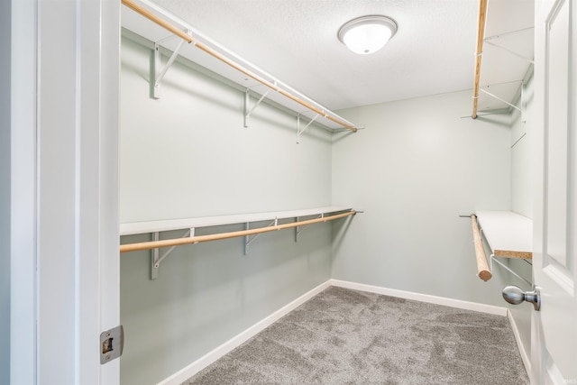 walk in closet with carpet floors