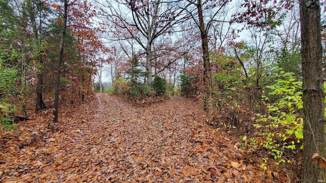 view of local wilderness