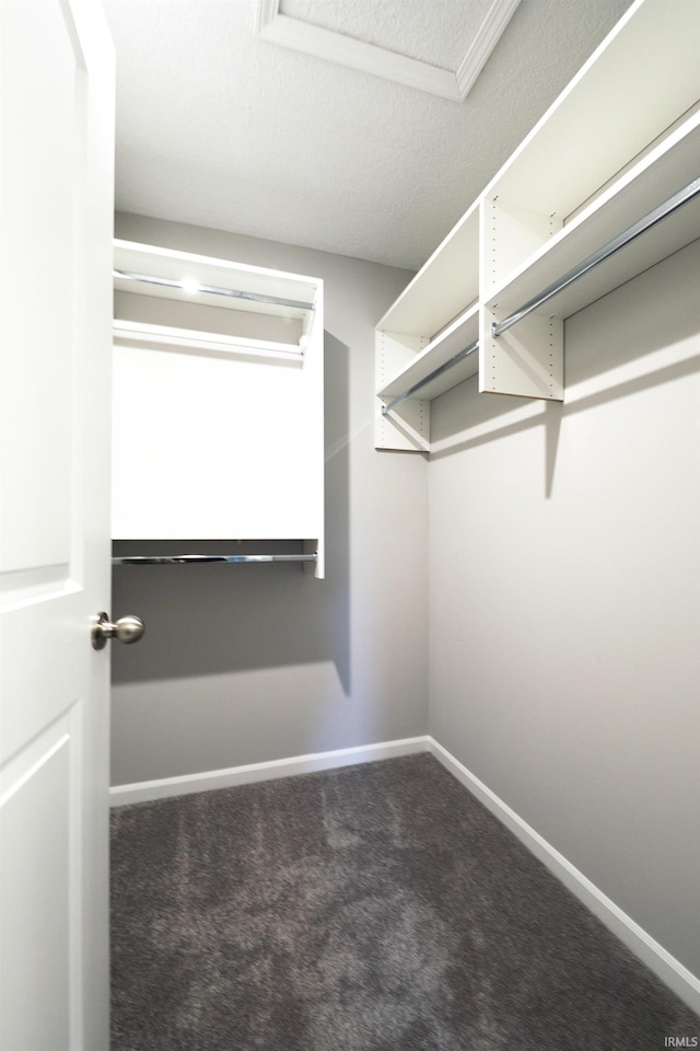 walk in closet with carpet flooring