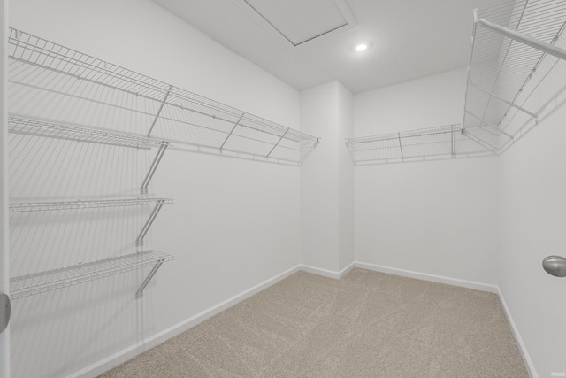 spacious closet featuring carpet flooring