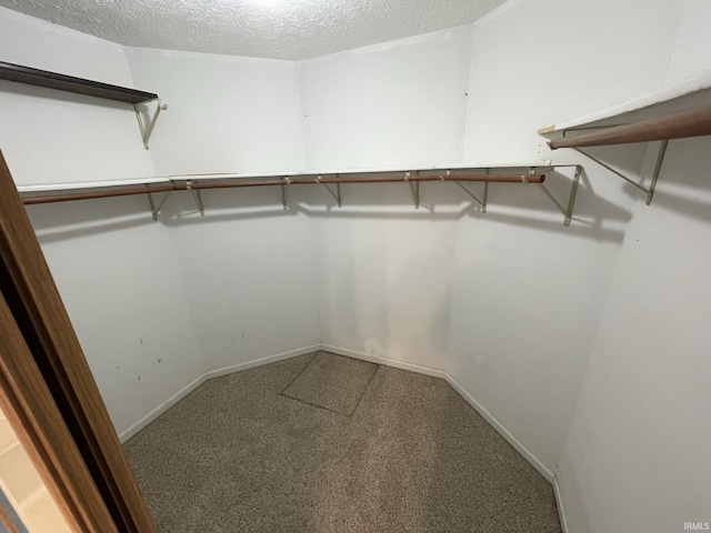 spacious closet featuring carpet flooring