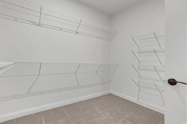 spacious closet featuring carpet flooring