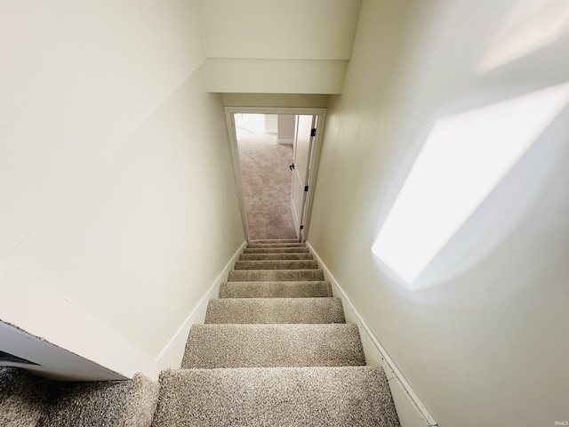 stairway featuring carpet floors