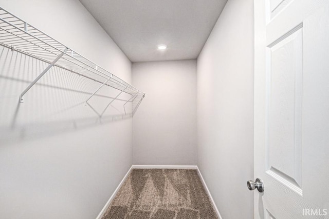 walk in closet featuring carpet floors