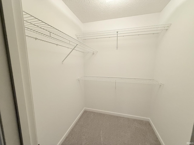 walk in closet with carpet floors