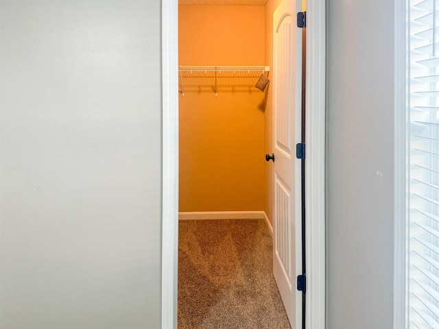 walk in closet featuring carpet