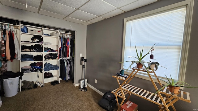 walk in closet featuring a drop ceiling and carpet flooring