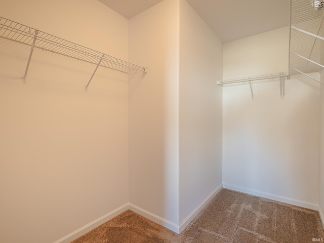 walk in closet featuring carpet floors