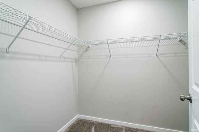 spacious closet featuring carpet floors