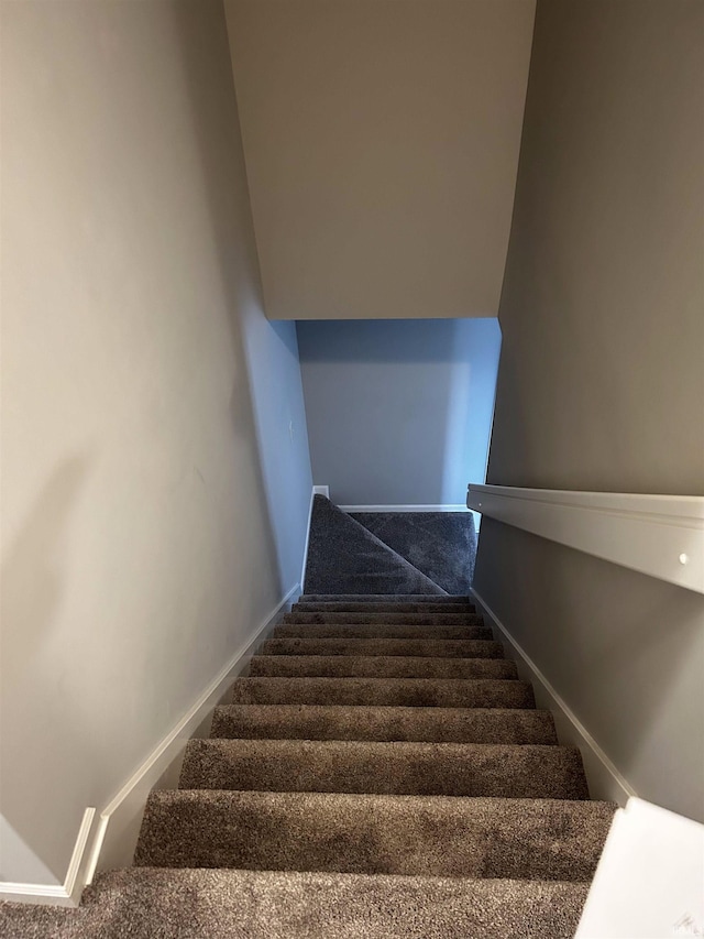 stairway featuring carpet floors