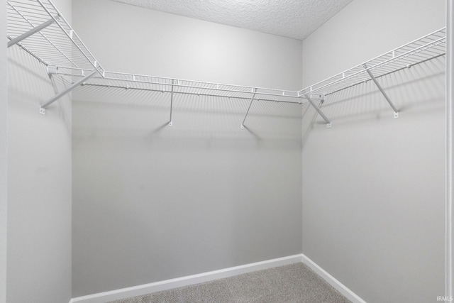 spacious closet featuring carpet