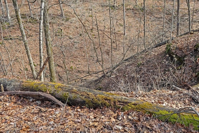 view of local wilderness