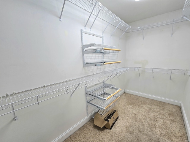 walk in closet featuring carpet flooring