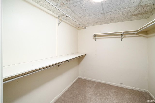 spacious closet featuring carpet floors and a drop ceiling