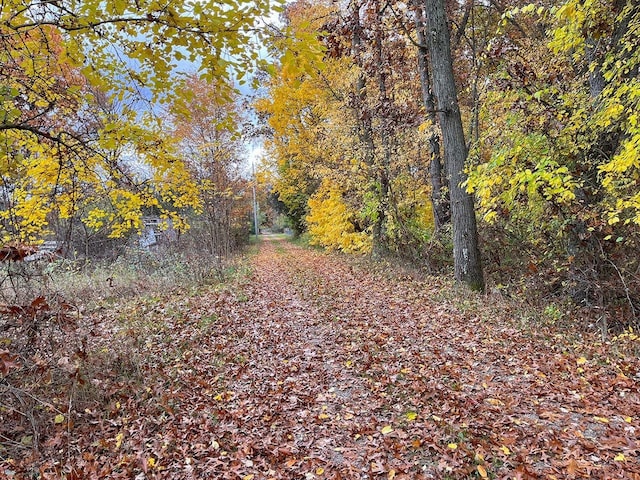 view of local wilderness