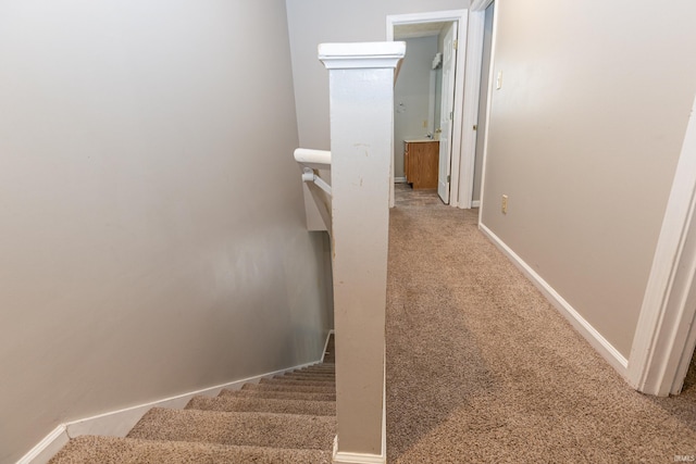 staircase featuring carpet floors