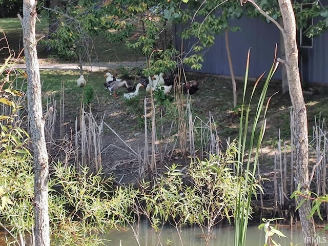 view of local wilderness