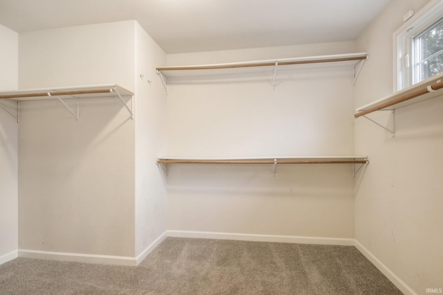 walk in closet featuring carpet