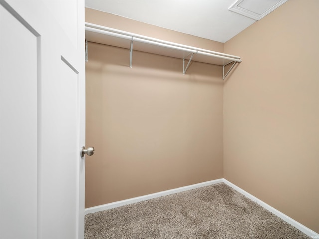 spacious closet featuring carpet