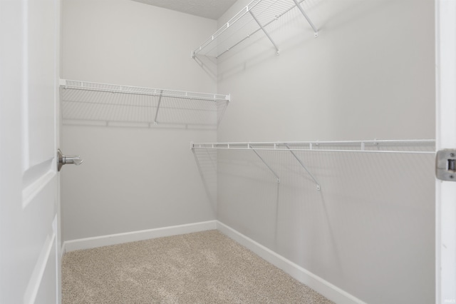 spacious closet featuring carpet flooring