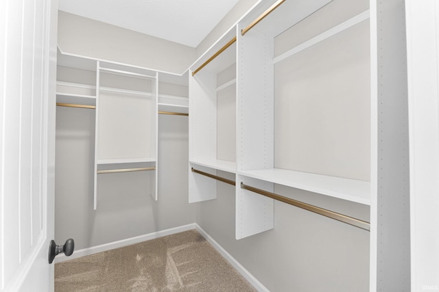 walk in closet featuring carpet flooring