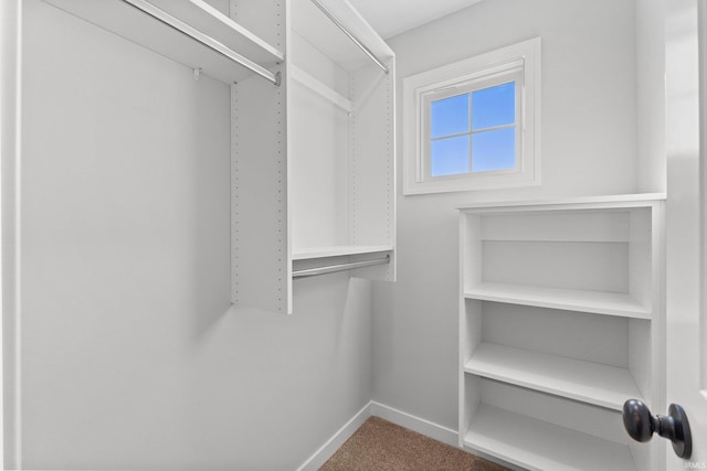 walk in closet featuring carpet flooring