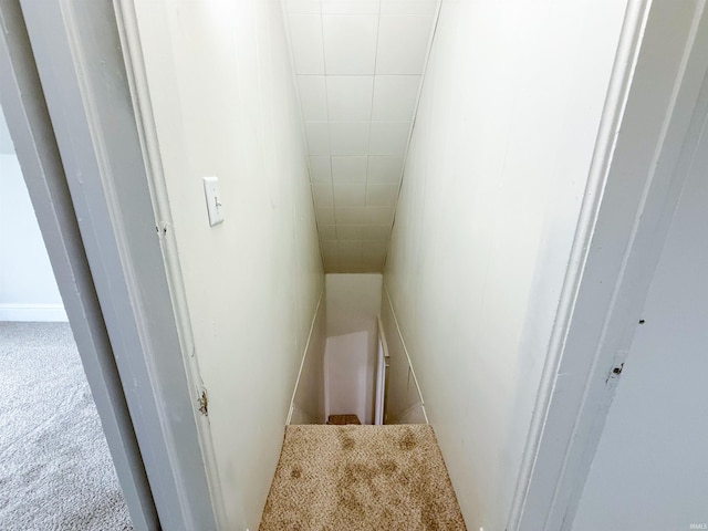 staircase with carpet floors