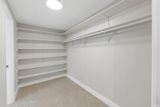 walk in closet with carpet floors