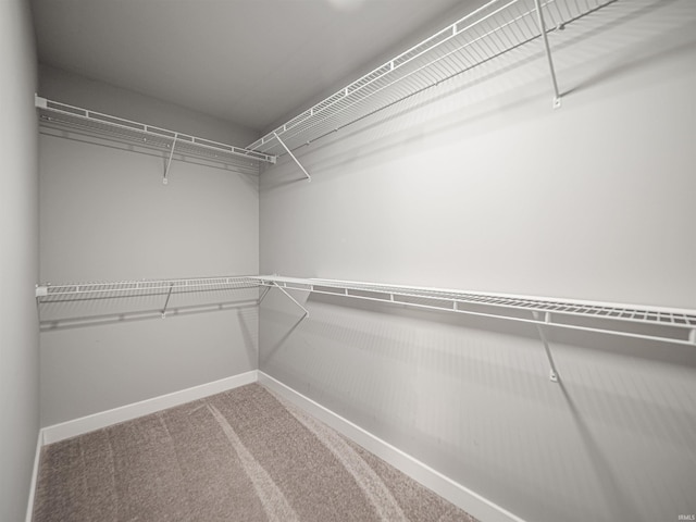 spacious closet featuring carpet floors