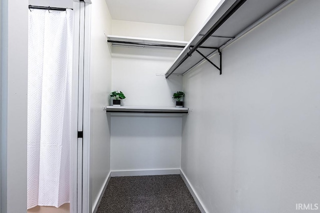 spacious closet featuring carpet