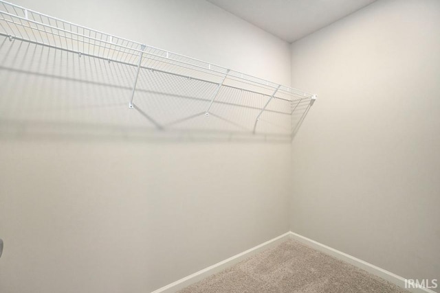 walk in closet with carpet floors