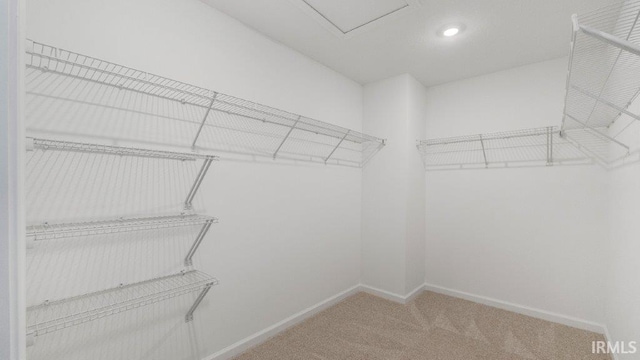 spacious closet featuring carpet flooring